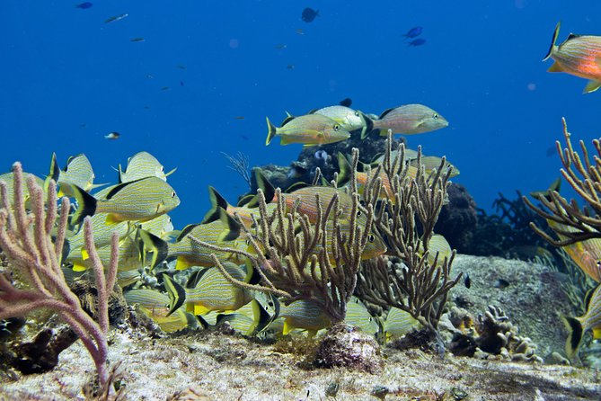 Try dive in Cozumel island - Starting at Playa del Carmen’s ferry terminal