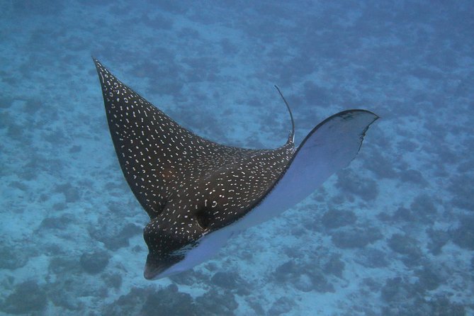 Try dive in Cozumel island - Getting comfortable in shallow water