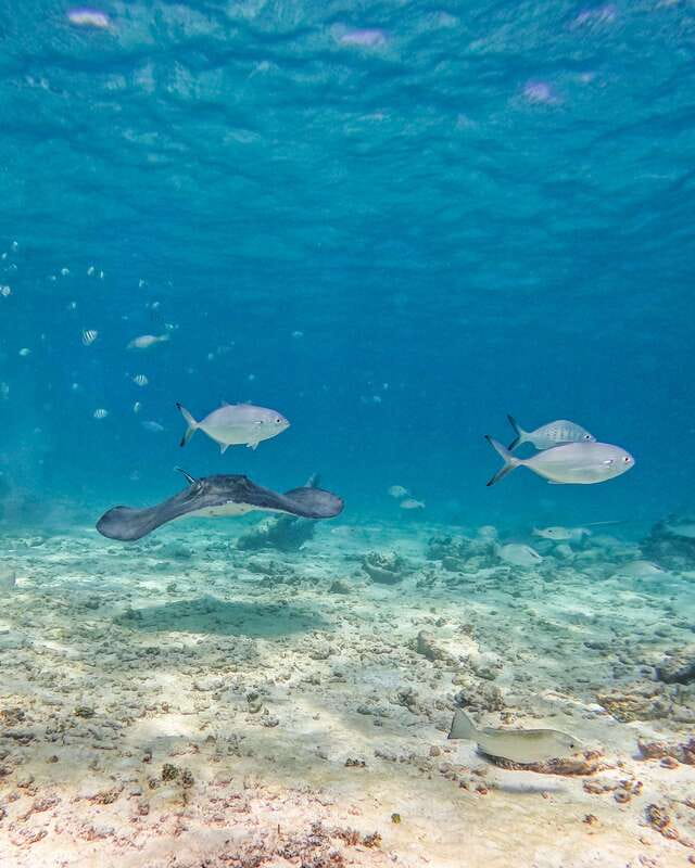 Tulum: 2-Hour Snorkeling in Two Spots of Tulum's Reef - Who will enjoy this Tulum snorkeling trip?