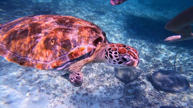 Tulum: 2-Hour Snorkeling in Two Spots of Tulum's Reef - Two hours on Tulum’s reef