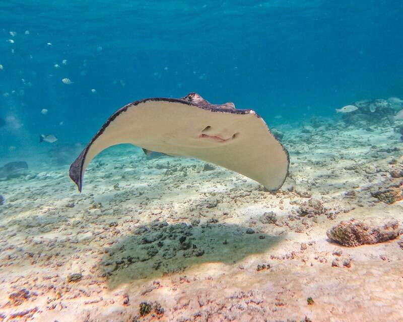 Tulum: 2-Hour Snorkeling in Two Spots of Tulum's Reef - Guides who keep the outing personal