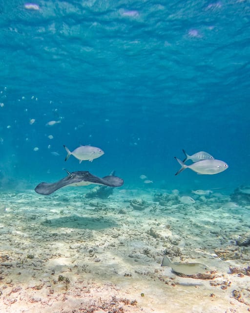 Tulum: 2-Hour Snorkeling in Two Spots of Tulum's Reef - The park fee changes the true cost
