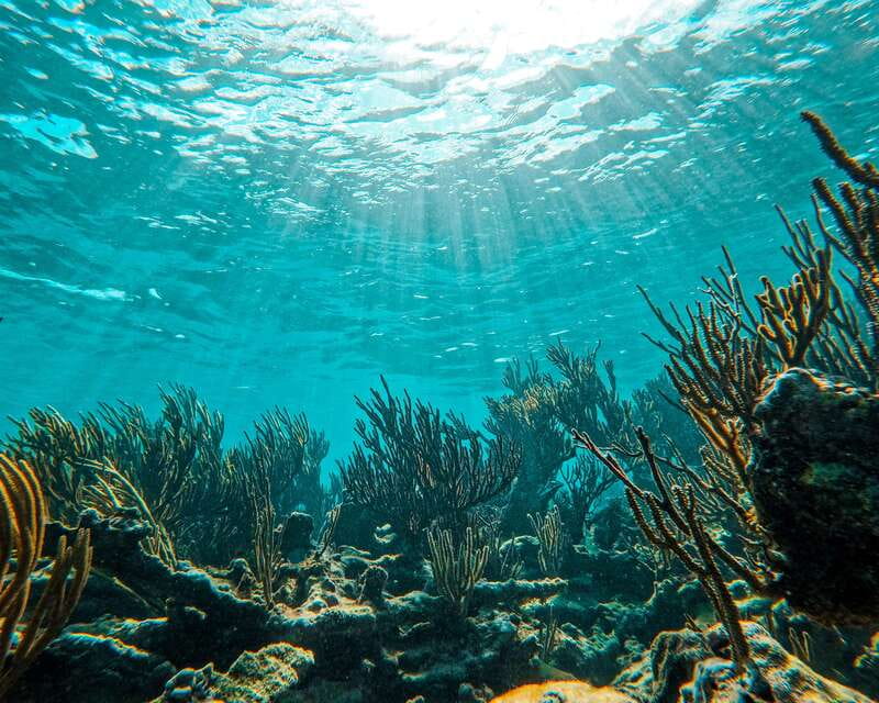 Tulum: 2-Hour Snorkeling in Two Spots of Tulum's Reef - Morning or afternoon?