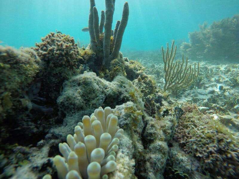Tulum: 2 spot Reef Snorkel 1 hour 30 minutes - Check-in, safety, and getting on the boat