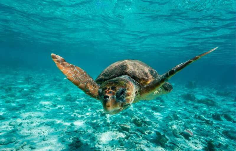 Tulum: 2 spot Reef Snorkel 1 hour 30 minutes - Group size, pace, and family fit