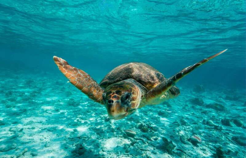 Tulum: 2 spot Reef Snorkel 1 hour 30 minutes - Finding the boat at El Paraiso