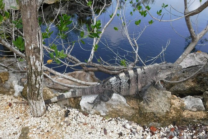 Tulum Adventure (Private, Full Day) - Why combine Tulum ruins with a cenote?