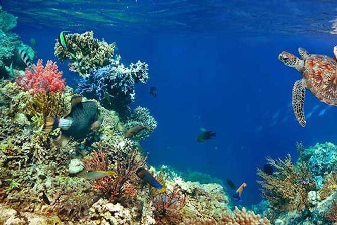Tulum Area Experiences Guided 2 Tank Scuba Dive Casa Cenote & Barrier Reef-Lunch - Expect patient instruction before you leave the surface