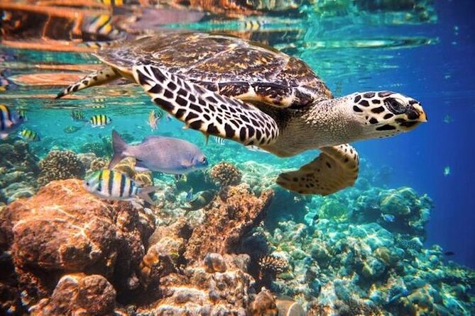 Tulum Area Experiences Guided Snorkeling Tour - Casa Cenote + Ocean Reef & Lunch - The guides make a real difference
