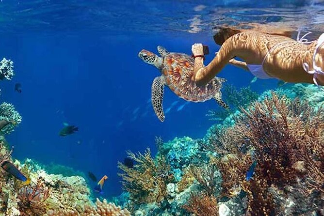 Tulum Area Experiences Guided Snorkeling Tour - Casa Cenote + Ocean Reef & Lunch - Price and what the $174.95 covers