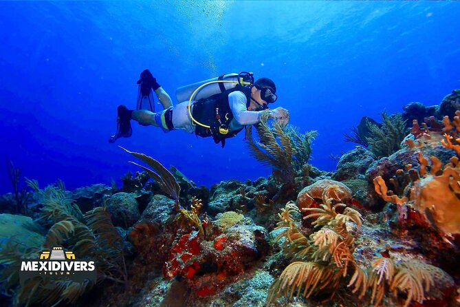 Tulum Diving (Reef) 2 Tanks - From Mexidivers to the Mesoamerican Reef