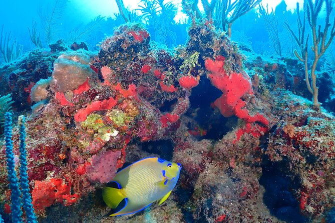 Tulum Diving (Reef) 2 Tanks - Who gets the best value from $191.16