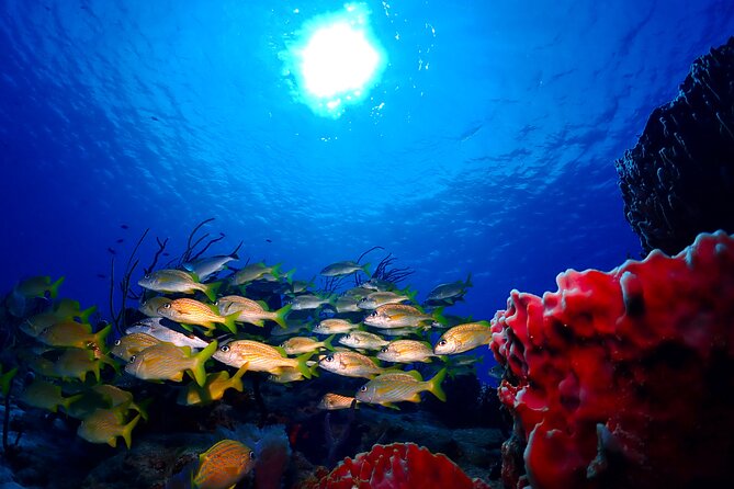 Tulum Diving (Reef) 2 Tanks - A good fit for confident beginners and certified participants