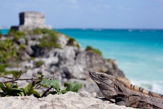 Tulum Guided Tour and Cenote Swim from Playa del Carmen - Cooling off at open Cenote Yax Kin