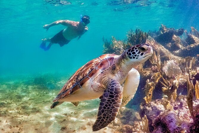 Tulum Mayan Ruins and Snorkeling with Turtles at Akumal - What the $119 price really covers