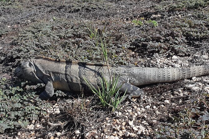 Tulum Private Boat Tour & Turtle Snorkeling Experience - Tulum’s ruins come first