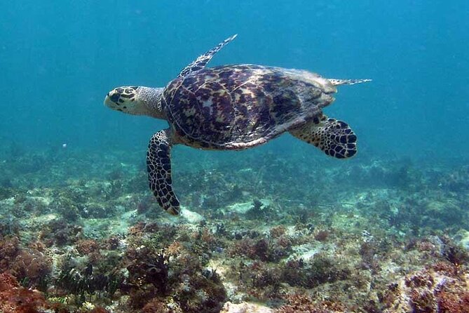 Tulum Private Boat Tour & Turtle Snorkeling Experience - Seafood lunch at El Capitan