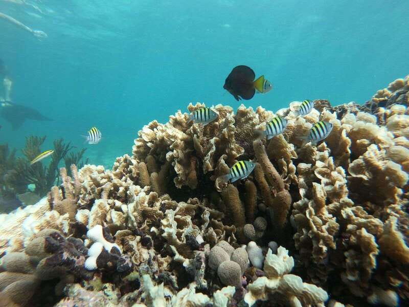 Tulum: Private Snorkel and Sailing Experience - Snorkeling above the Mesoamerican Reef