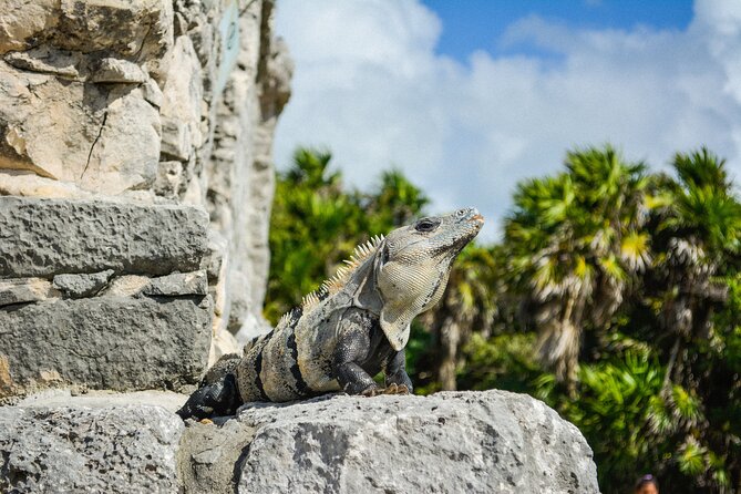 Tulum Ruins and Jaguar Park, Private Round Trip and Tickets - Morning or Noon: Choosing the Better Departure