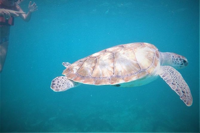 Tulum ruins swim with turtles in Akumal and Cenote - Tulum sets the tone with ruins above the Caribbean