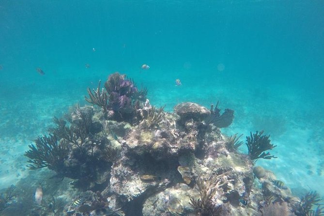 Tulum ruins swim with turtles in Akumal and Cenote - What the 10-hour schedule means for your day