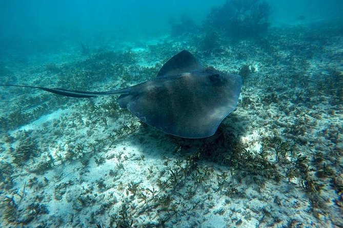 Tulum ruins swim with turtles in Akumal and Cenote - Lunch is useful, but keep expectations modest