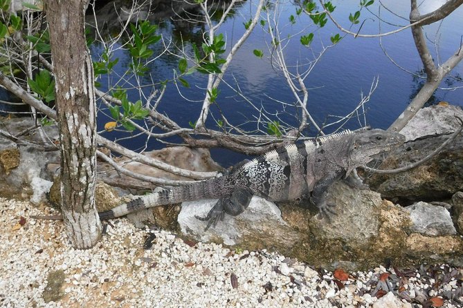 Tulum Ruins Tour (Private, Half Day) - Heat, crowds, and the best time to go