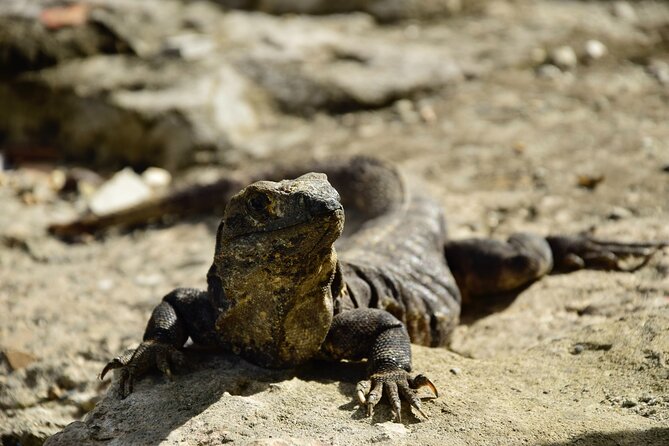 Tulum Ruins, Turtles in Akumal and Cenote tour - Transport, group size, and guide quality