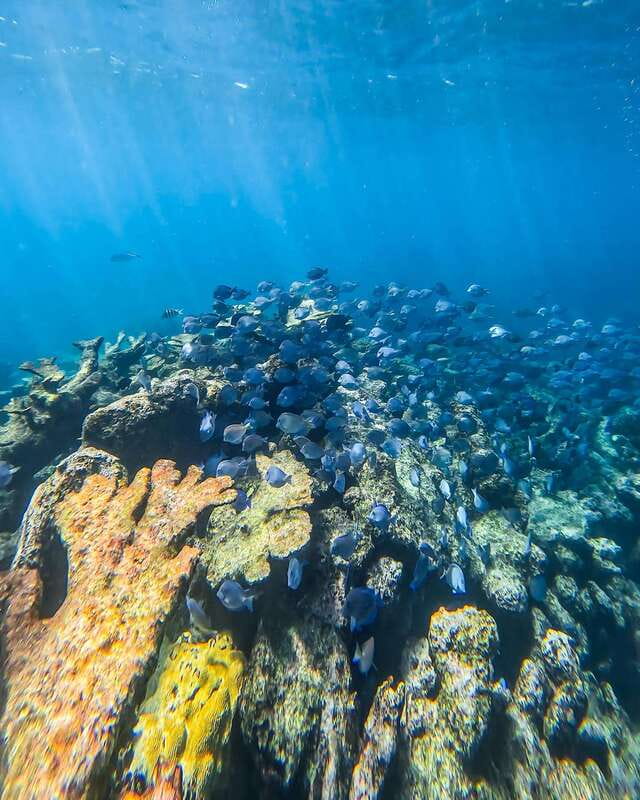 Tulum: Snorkeling at Paradise Reef - Paradise Reef in a 90-minute Tulum outing