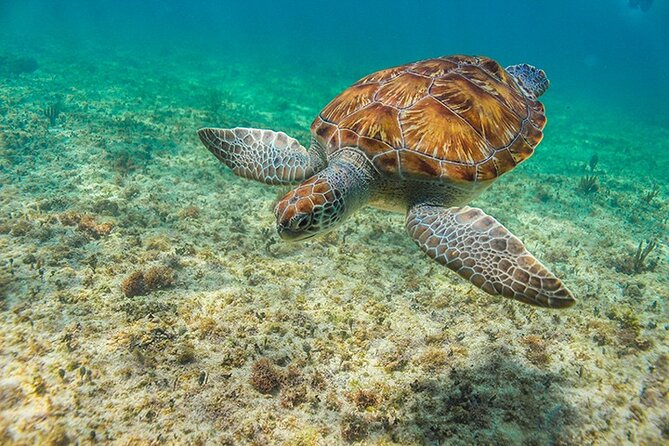 Tulum, Snorkeling with Sea Turtles, Cenote and Beachside Lunch - Transport, timing, and group comfort