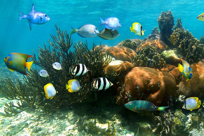Turtle and Reef Sanctuary Snorkeling - From Tulum to the 7:00 am Meeting Point
