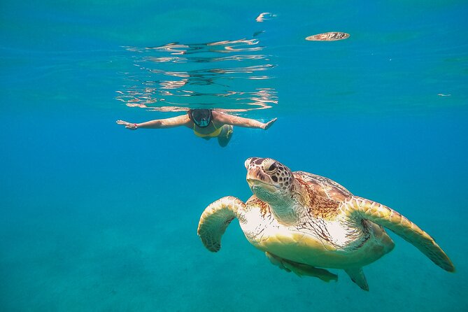 Turtle and Reef Sanctuary Snorkeling - Beach Time After the Water