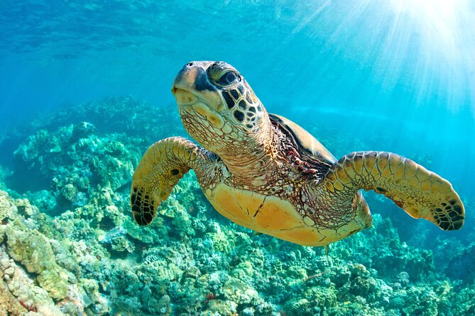 Turtle and Reef Sanctuary Snorkeling - What the $69 Price Really Covers