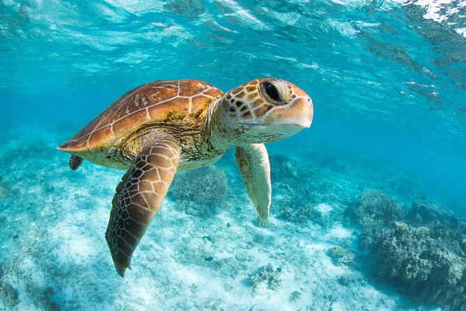 Turtle and Reef Sanctuary Snorkeling - Timing, Delays, and the Value of an Early Start