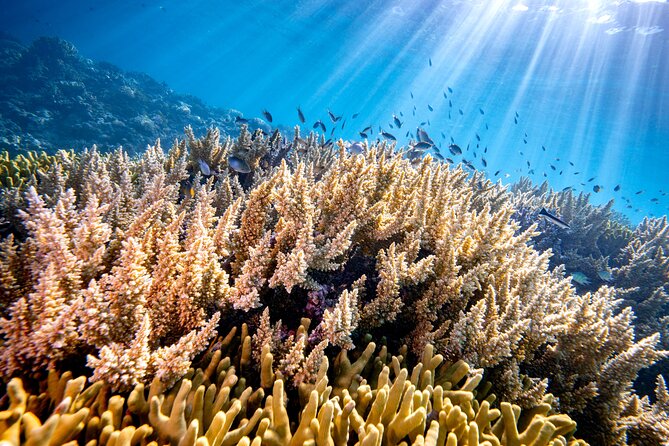 Turtle and Reef Sanctuary Snorkeling - Weather and Cancellation Flexibility