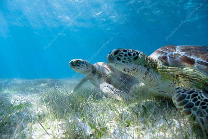 Turtle Encounter Private Tour – Swim with Sea Turtles & Cenote - Lunch near Dos Ojos keeps the day local