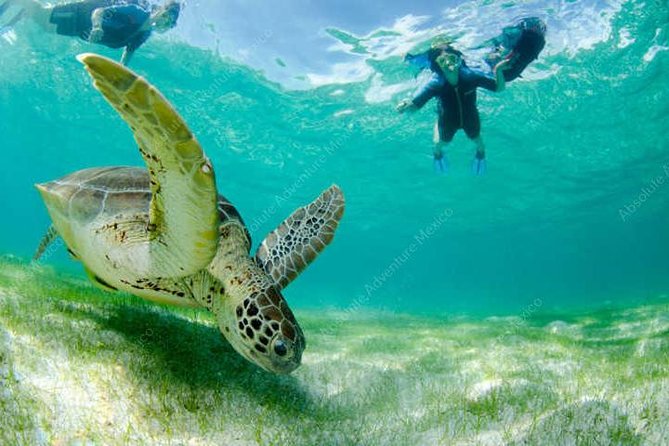 Turtle Encounter Private Tour – Swim with Sea Turtles & Cenote - Practical details that affect your morning