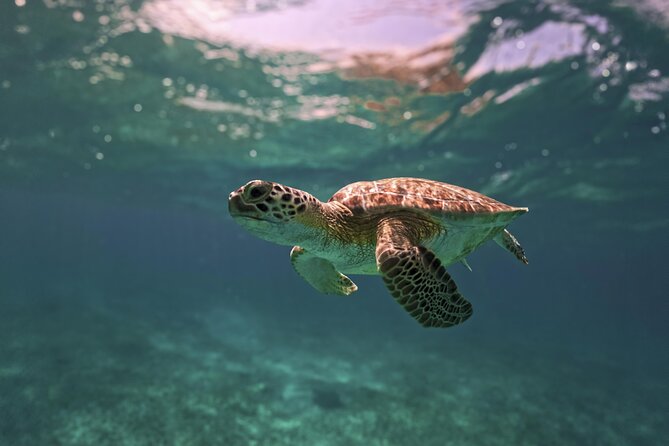 Turtle Snorkeling and Jungle Adventure with Cenote - Guides who make the difference