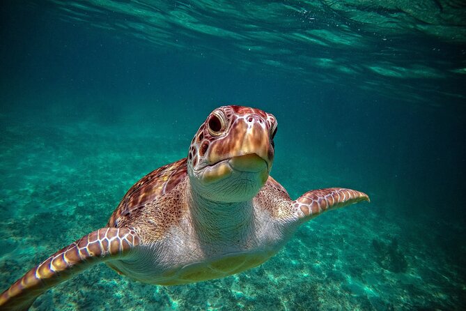 Turtle Snorkeling and Jungle Adventure with Cenote - From the coast to the jungle cenote park