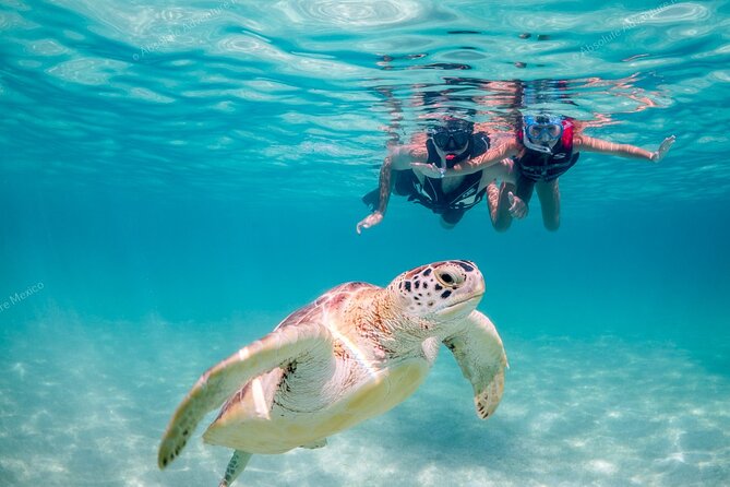 Turtle Snorkeling Private Tour – Sea Turtles & Cenote in Tulum - Key points at a glance