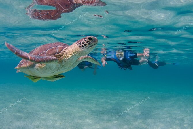 Turtle Snorkeling Private Tour – Sea Turtles & Cenote in Tulum - A Mexican lunch near Parque Dos Ojos