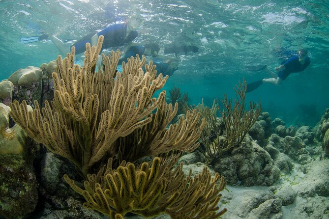 Turtle Snorkeling Private Tour – Sea Turtles & Cenote in Tulum - Guides who shape the day