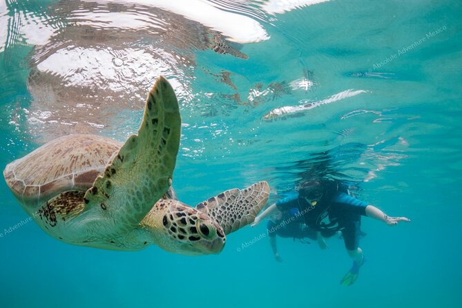 Turtle Snorkeling Private Tour – Sea Turtles & Cenote in Tulum - Akumal Beach: sea turtles without a boat