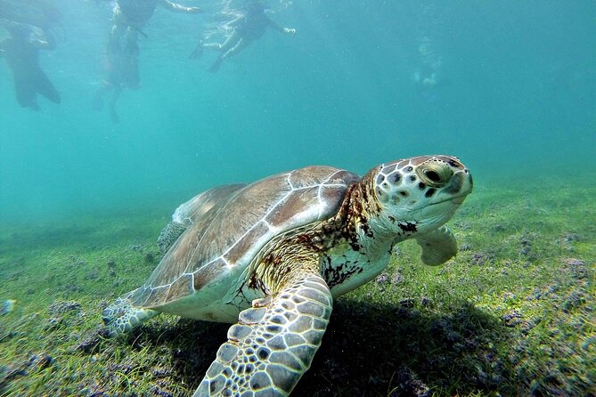 Turtle Swim & Tulum Ruins! With Cenote from Playa del Carmen - Tulum puts the Maya site first