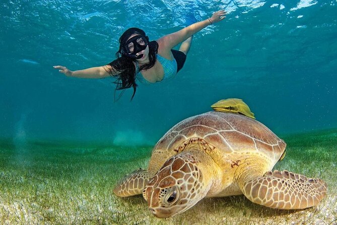 Turtle Swim & Tulum Ruins! With Cenote from Playa del Carmen - What the $171 price really covers