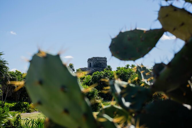 Turtle Swim & Tulum Ruins! With Cenote from Playa del Carmen - Transport, group size, and the nine-hour rhythm