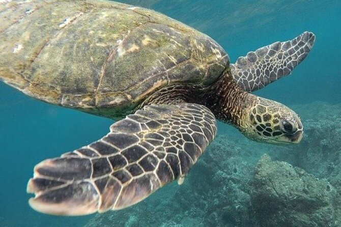 Turtle Swim & Tulum Ruins! With Cenote from Playa del Carmen - Who will enjoy this day most