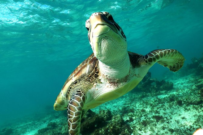 Turtles and Cenote snorkeling activity from Riviera Maya - Getting to the water from Playa del Carmen