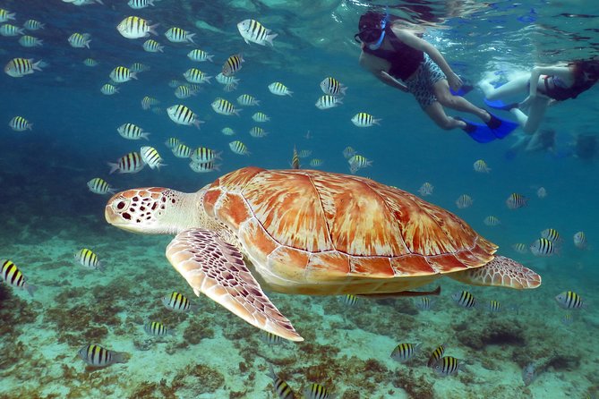Turtles and Cenote snorkeling activity from Riviera Maya - Snorkeling with sea turtles
