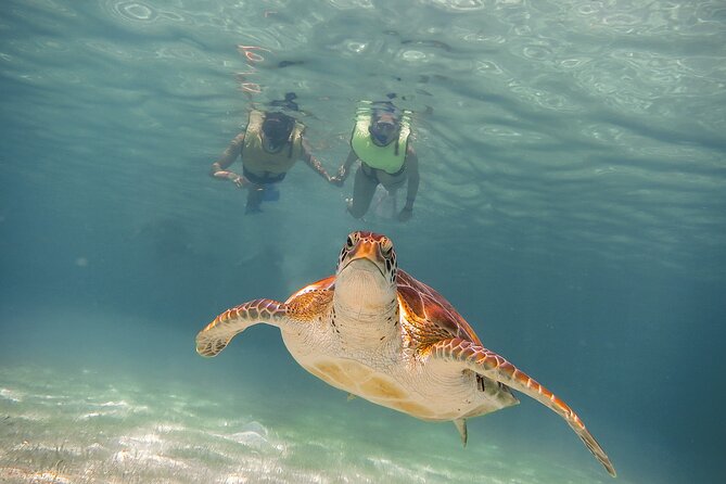 Turtles & Cenote! Half Day from Riviera Maya & Playa del Carmen - What the $110 price really covers